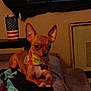 american_flag, animal, bandana, blinds, brown_dog, chihuahua, companion, couch, cozy, cup, dog, domestic, furniture, indoor, pet, relaxed, resting, small_dog, table, window