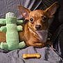 Dean joined the competition — help win amazing prizes! dog, small_dog, toy, stuffed_toy, green_toy, bone_biscuit, pet, brown_dog, ears, eyes, nose, fabric, couch, indoor, relaxed, lying_down, cute, companion, animal, domestic_pet