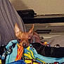 Dean joined the competition — help win amazing prizes! animal, blanket, brown_dog, chihuahua, colorful, comfort, couch, cozy, curious, dog, domestic_animal, ears, fabric, face, home, indoor, pet, relaxed, resting, small_dog