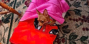 Dean joined the competition — help win amazing prizes! dog, blanket, pink, red, carpet, floral_pattern, wooden_chair, small_dog, pet, indoor, cozy, cute, animal, fur, collar, resting, floor, legs, domestic, curious
