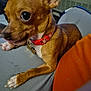 Dean joined the competition — help win amazing prizes! dog, small_dog, brown_dog, close_up, pet, collar, indoor, paw, curious, resting, fabric, blue_surface, orange_fabric, animal, cute, companion, domestic, fur, snout, ears