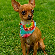 Dean is registered to the contest to win money with this photo: dog, chihuahua, small_dog, tie_dye_bandana, brown_dog, outdoor, grass, pet, cute, alert, animal, ears, sitting, portrait, canine, fur, young_dog, friendly, watchful, companion