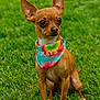 dog, chihuahua, small_dog, tie_dye_bandana, brown_dog, outdoor, grass, pet, cute, alert, animal, ears, sitting, portrait, canine, fur, young_dog, friendly, watchful, companion