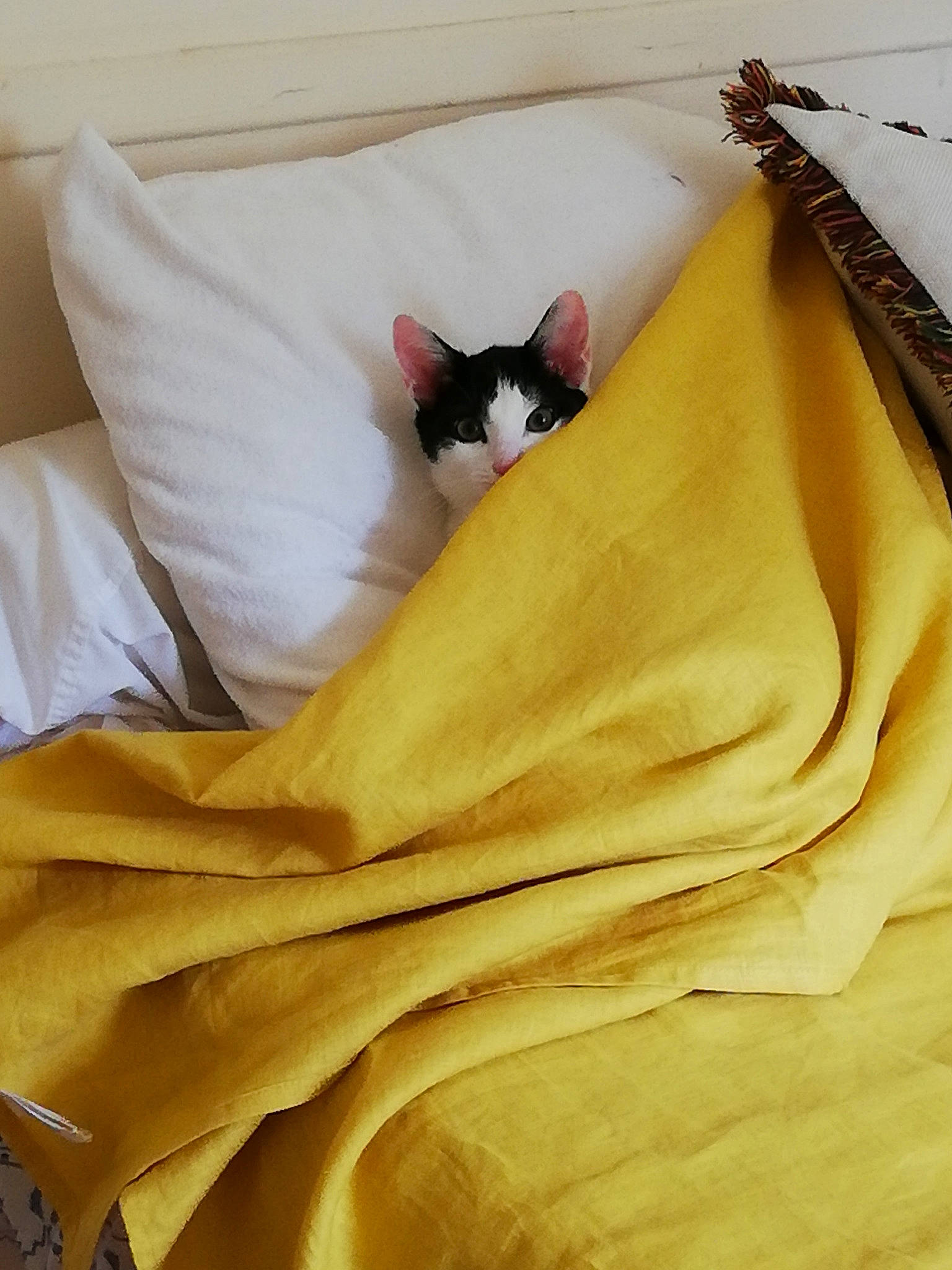 Ryo participe au concours pour gagner de l'argent avec cette photo : bedding, blanket, carnivore, cat, comfort, felidae, linens, orange, small_to_medium_sized_cats, vertebrate, whiskers, yellow