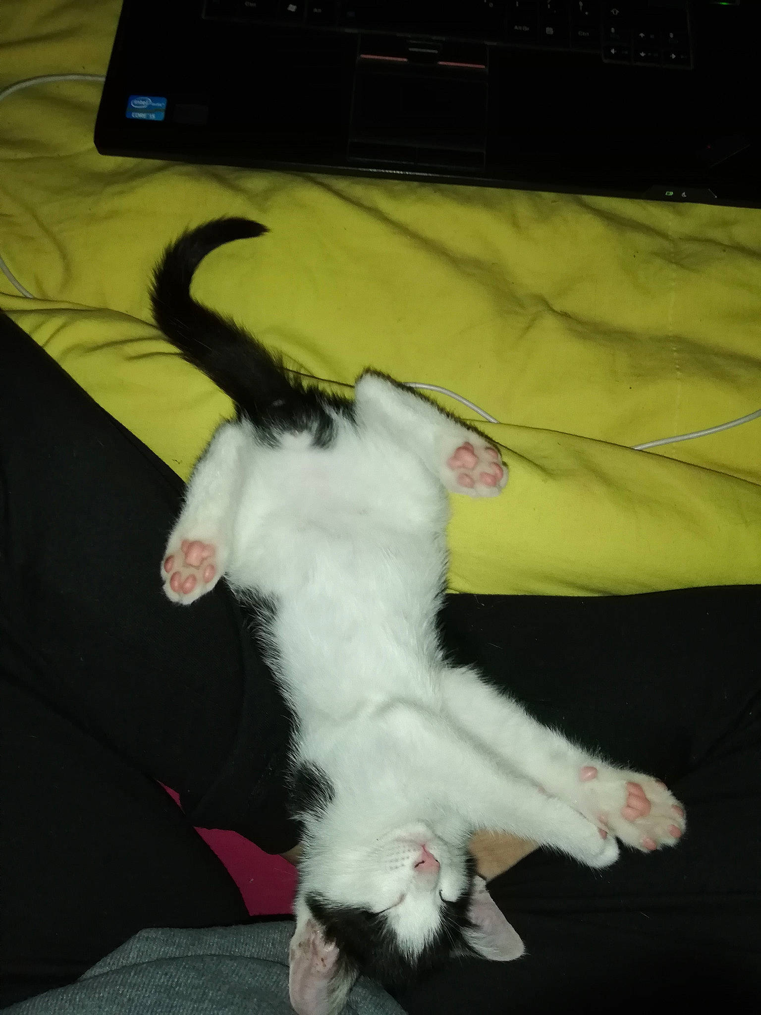 Ryo a rejoint le concours — aidez-le/la à gagner de superbes lots ! carnivore, cat, claw, domestic_short_haired_cat, felidae, fur, linens, paw, small_to_medium_sized_cats, tail, whiskers