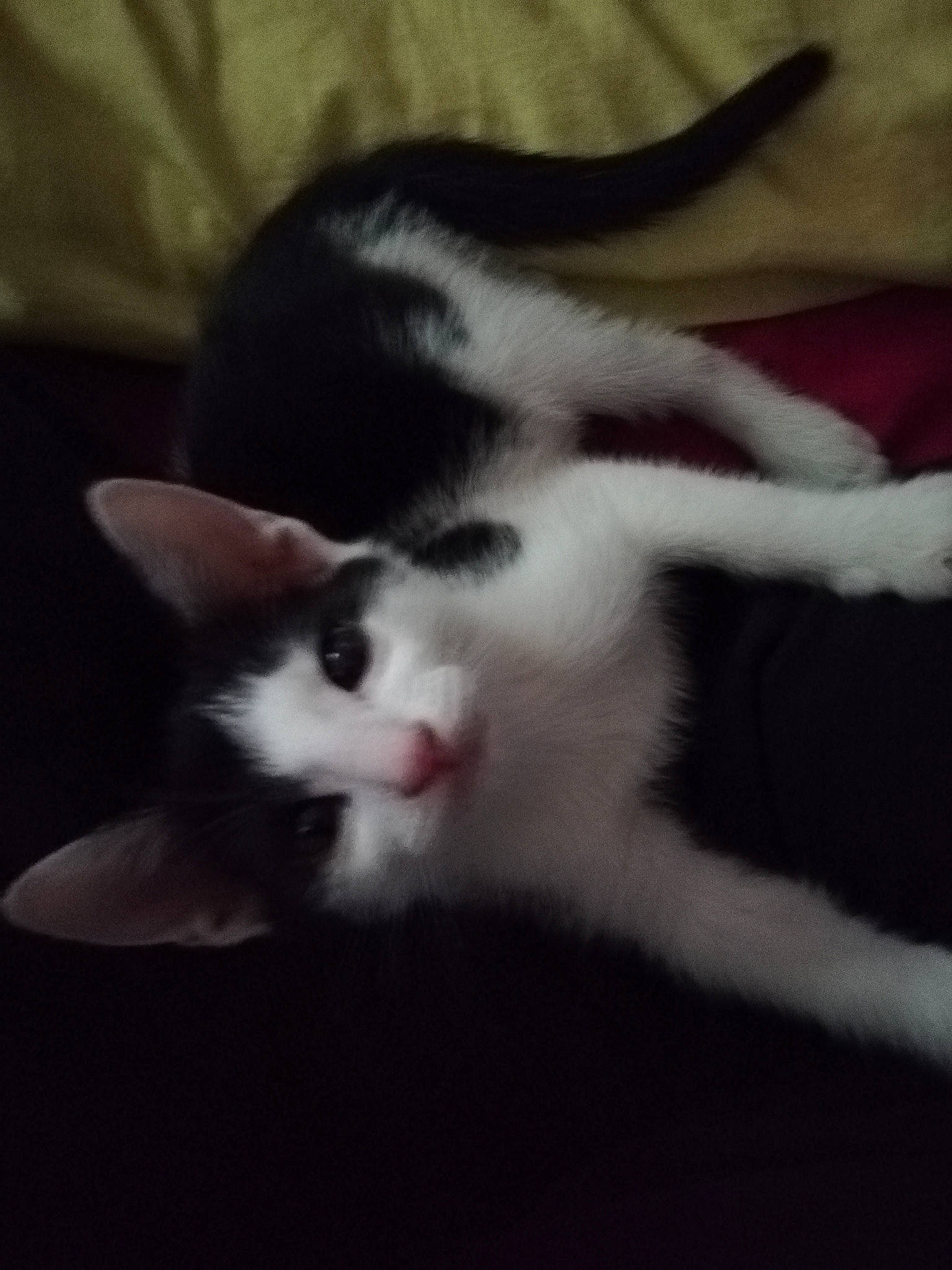 Ryo a rejoint le concours — aidez-le/la à gagner de superbes lots ! carnivore, cat, comfort, domestic_short_haired_cat, felidae, fur, paw, small_to_medium_sized_cats, snout, tail, terrestrial_animal, toe, vertebrate, whiskers