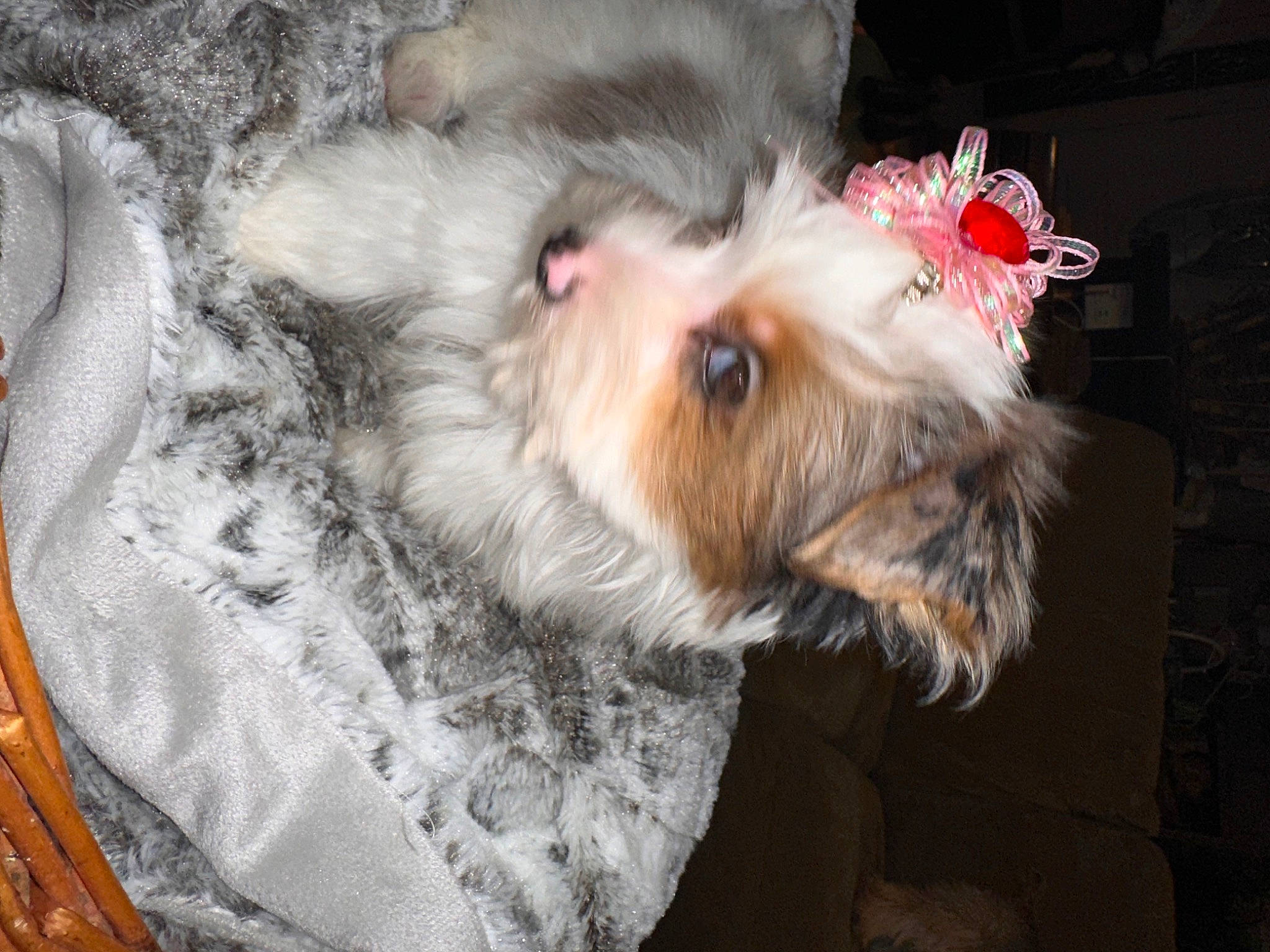 Delilah is registered to the contest to win money with this photo: biewer_terrier, canidae, carnivore, cockapoo, companion_dog, dog, dog_breed, dog_clothes, dog_supply, fawn, fur, liver, maltepoo, shih_poo, small_terrier, snout, sporting_group, terrier, toy_dog, whiskers