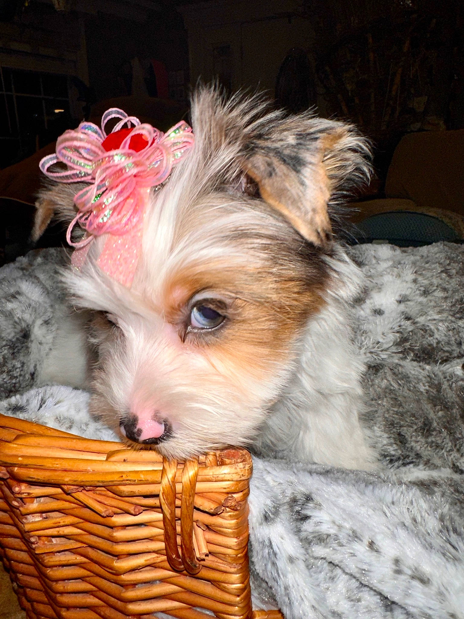 Delilah joined the competition — help win amazing prizes! basket, biewer_terrier, canidae, carnivore, companion_dog, dog, dog_breed, dog_clothes, dog_supply, fawn, fur, maltepoo, small_terrier, sporting_group, terrier, toy, toy_dog, wicker, working_animal, yorkshire_terrier