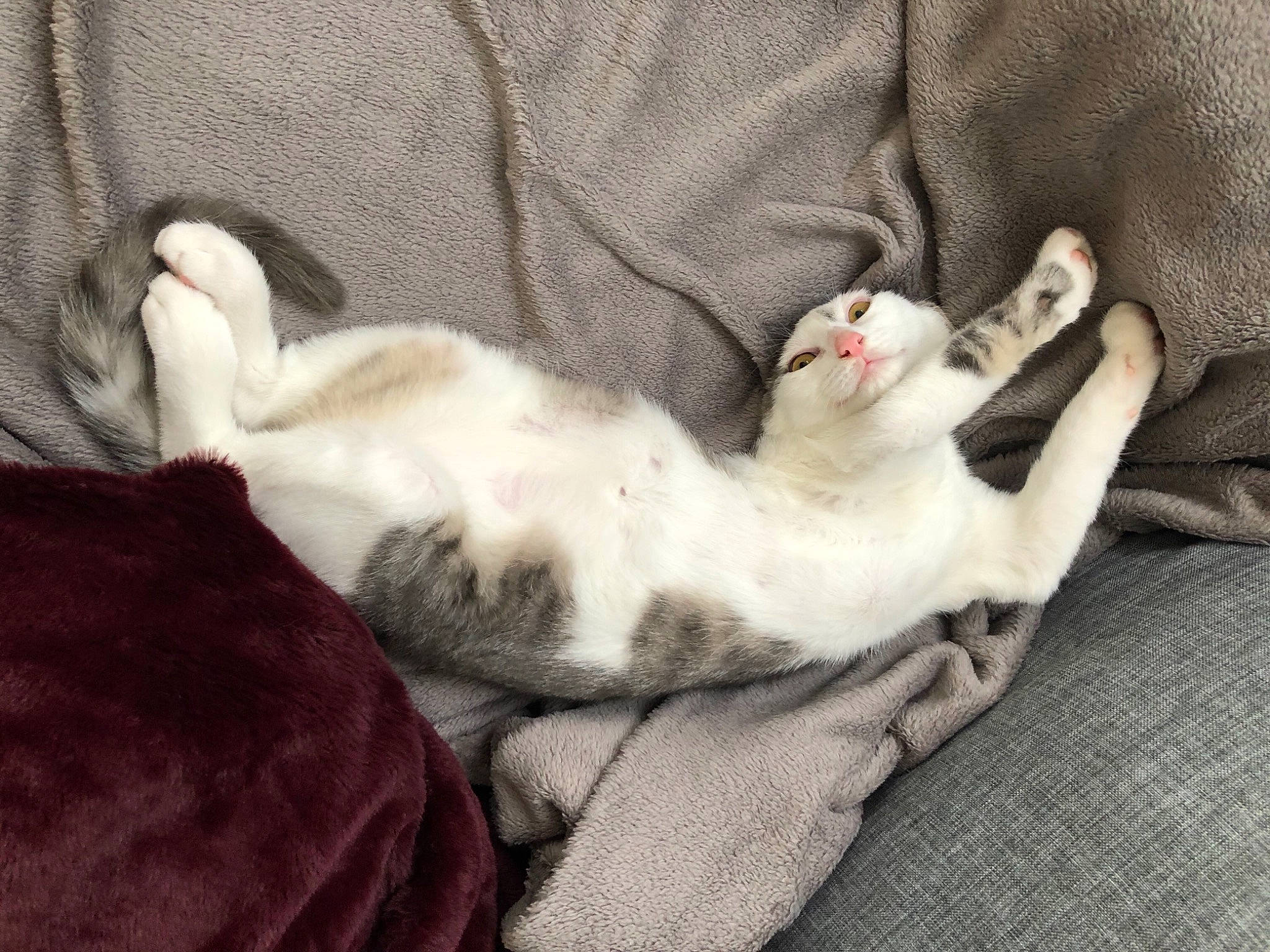 Loki participe au concours pour gagner de l'argent avec cette photo : canidae, carnivore, cat, claw, comfort, companion_dog, dog_breed, domestic_short_haired_cat, fawn, felidae, fur, grey, linens, nap, paw, small_to_medium_sized_cats, snout, sporting_group, tail, whiskers