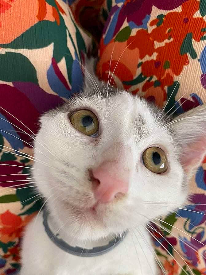 Loki participe au concours pour gagner de l'argent avec cette photo : carnivore, cat, close_up, creative_arts, felidae, fur, iris, pattern, photography, small_to_medium_sized_cats, snout, whiskers