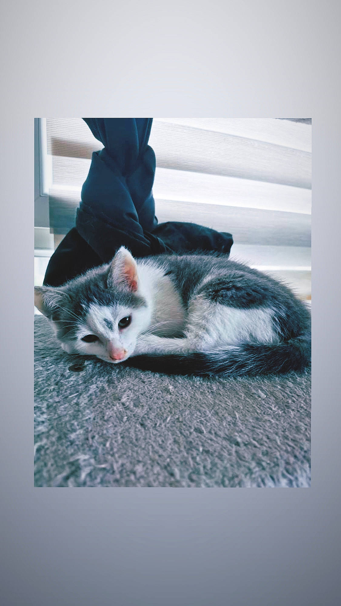 Loki participe au concours pour gagner de l'argent avec cette photo : art, canidae, carnivore, cat, claw, comfort, domestic_short_haired_cat, felidae, flooring, foot, fur, grey, human_leg, paw, rectangle, small_to_medium_sized_cats, snout, tail, whiskers, window