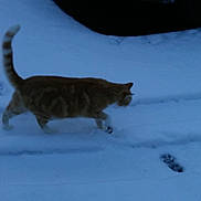 Jackie is registered to the contest to win money with this photo: animal, car, cat, cold, curious, daytime, feline, footprints, ginger_cat, nature, outdoor, paw_prints, pet, quiet, season, side_view, snow, vehicle, walking, winter