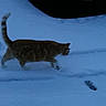 animal, car, cat, cold, curious, daytime, feline, footprints, ginger_cat, nature, outdoor, paw_prints, pet, quiet, season, side_view, snow, vehicle, walking, winter