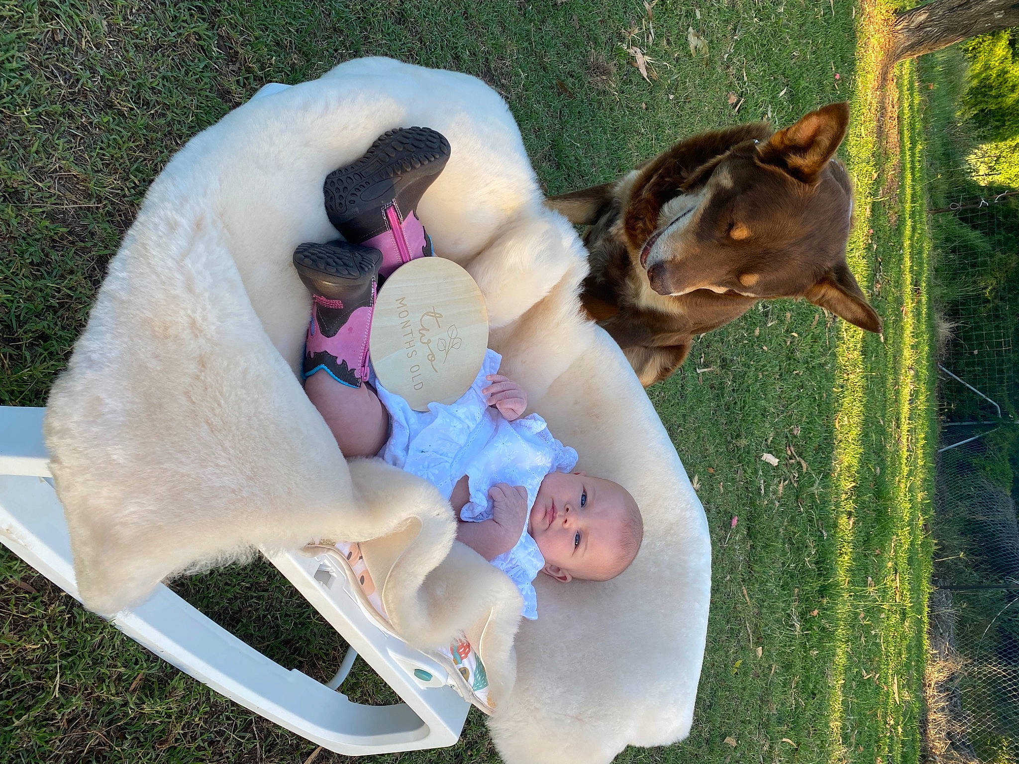 Frankie is registered to the contest to win money with this photo: baby, canidae, child, companion_dog, dog, dog_breed, fawn, fun, grass, happy, lawn, leisure, people_in_nature, person, play, recreation, sporting_group, stuffed_toy, tail, teddy_bear