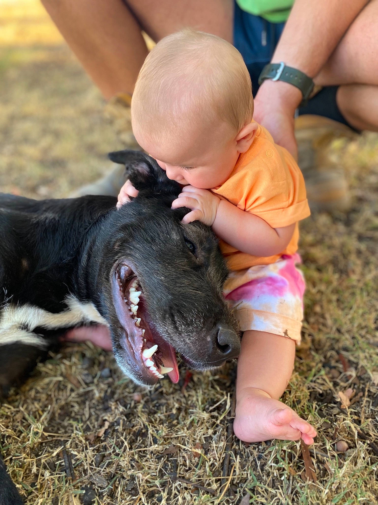 Frankie is registered to the contest to win money with this photo: calf, carnivore, child, companion_dog, dog, dog_breed, foot, gesture, grass, hand, happy, human_leg, leg, people_in_nature, person, shorts, snout, sporting_group, terrestrial_animal, thigh