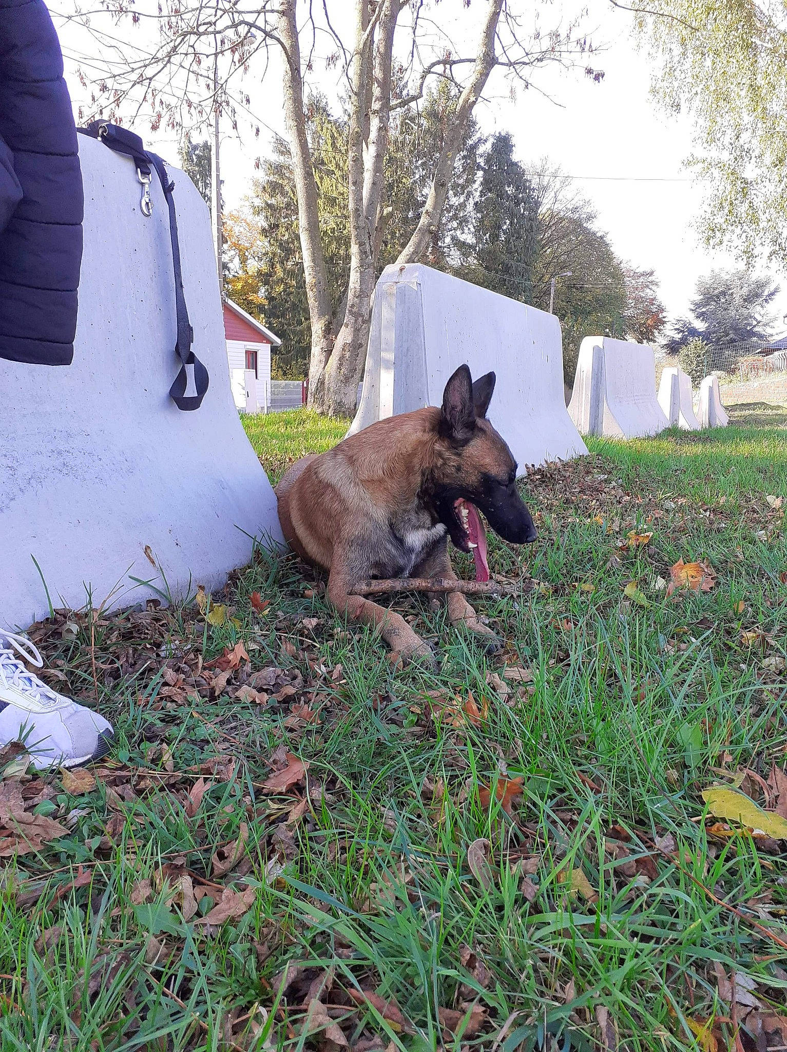 Zora a rejoint le concours — aidez-le/la à gagner de superbes lots ! canidae, carnivore, companion_dog, dog, dog_breed, fawn, garden, german_shepherd_dog, grass, groundcover, guard_dog, landscape, plant, shrub, sky, soil, tail, terrestrial_animal, tree, yard