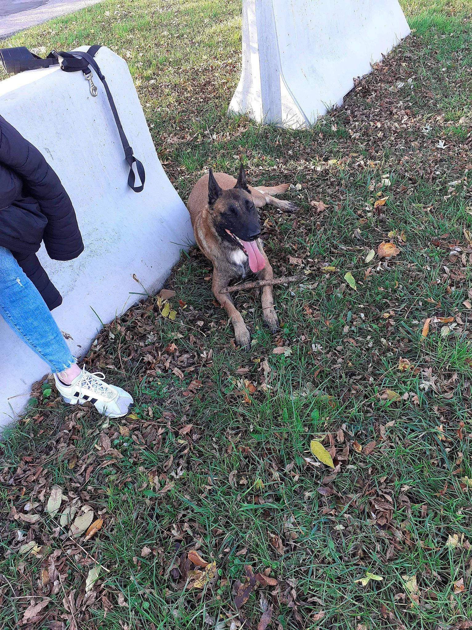 Zora participe au concours pour gagner de l'argent avec cette photo : canidae, carnivore, chair, companion_dog, dog, dog_breed, dog_clothes, fashion_accessory, fawn, grass, human_leg, lawn, leaf, plant, soil, sporting_group, tail, thigh, toy_dog, working_animal