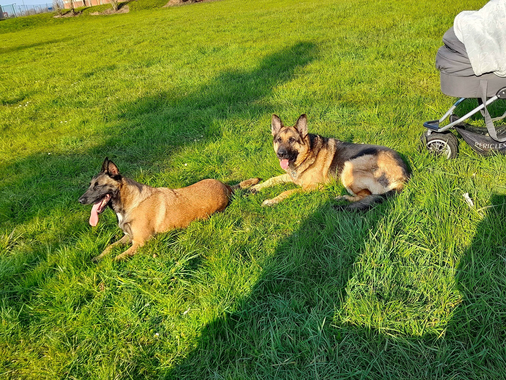 Zora a rejoint le concours — aidez-le/la à gagner de superbes lots ! canidae, carnivore, companion_dog, dog, dog_breed, fawn, field, grass, grass_family, grassland, green, herding_dog, king_shepherd, lawn, meadow, pasture, snout, sporting_group, terrestrial_animal, working_dog