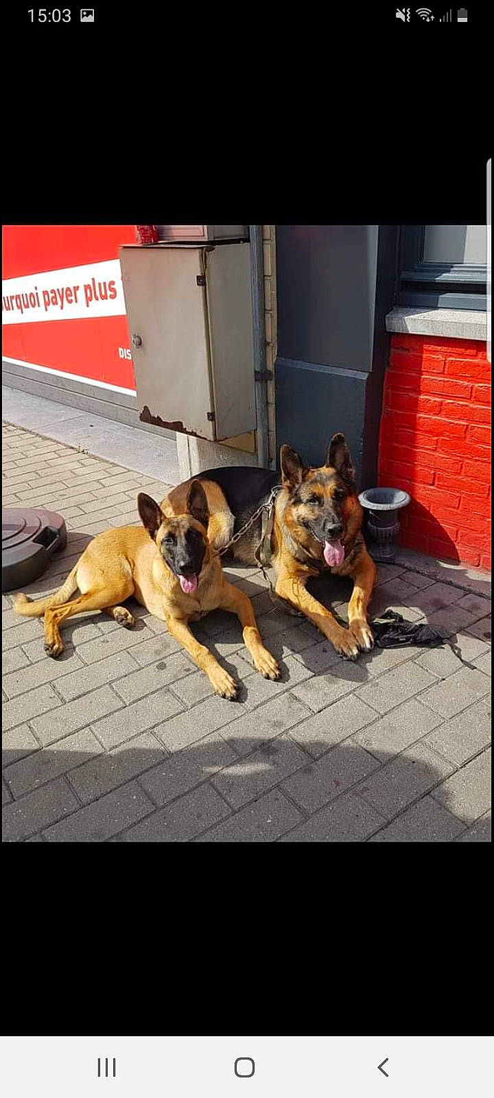 Simba a rejoint le concours — aidez-le/la à gagner de superbes lots ! carnivore, collar, companion_dog, dog, dog_breed, dog_collar, door, fawn, floor, flooring, leash, paw, pet_supply, rectangle, road_surface, snout, square, street, tints_and_shades, working_animal