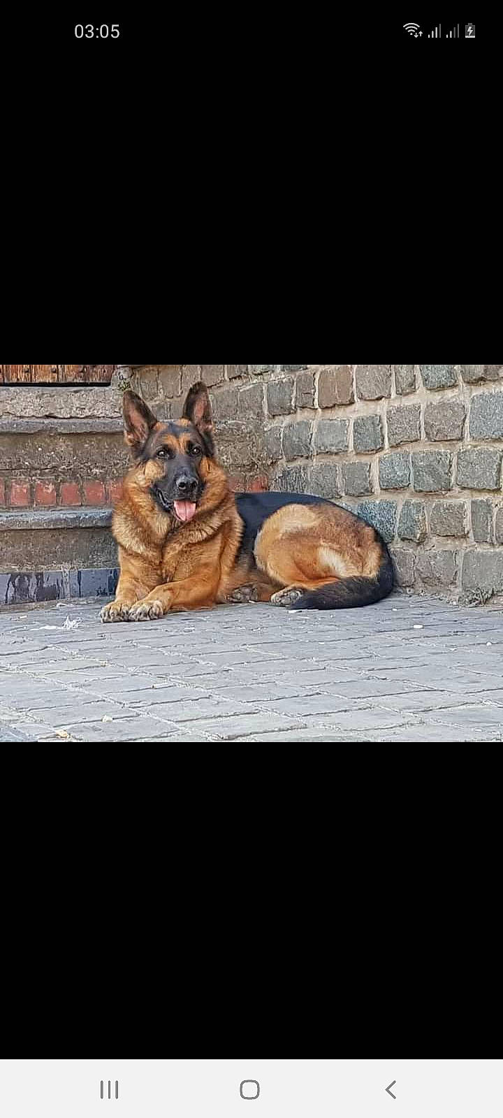 Simba a rejoint le concours — aidez-le/la à gagner de superbes lots ! canidae, carnivore, companion_dog, dog, dog_breed, east_european_shepherd, flooring, fur, german_shepherd_dog, guard_dog, herding_dog, king_shepherd, paw, rectangle, sitting, sporting_group, tail, terrestrial_animal, window, wood