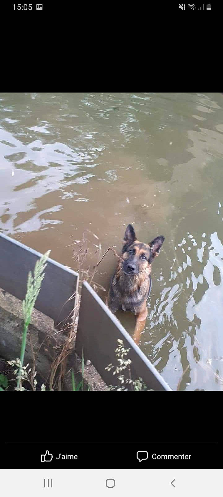 Simba a rejoint le concours — aidez-le/la à gagner de superbes lots ! _geese_and_swans, carnivore, dog, dog_breed, ducks, grass, guard_dog, herding_dog, king_shepherd, lake, old_german_shepherd_dog, plant, reflection, sporting_group, water, water_resources, watercourse, waterfowl, wildlife, working_animal