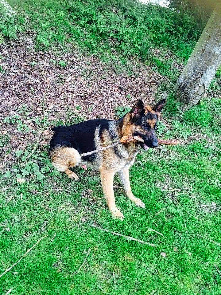 Simba a rejoint le concours — aidez-le/la à gagner de superbes lots ! canidae, canis, carnivore, companion_dog, dog, dog_breed, east_european_shepherd, fawn, german_shepherd_dog, grass, groundcover, guard_dog, herding_dog, king_shepherd, old_german_shepherd_dog, plant, tail, terrestrial_animal, working_animal, working_dog