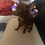 Ruby a rejoint le concours — aidez-le/la à gagner de superbes lots ! dog, chihuahua, small_dog, brown_dog, pet, indoor, couch, plush_toy, purple_toy, blanket, furniture, animal, cute, sitting, ears, snout, paw, companion, home, cozy