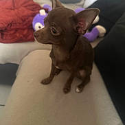 Ruby participe au concours pour gagner de l'argent avec cette photo : dog, chihuahua, small_dog, brown_dog, pet, indoor, couch, plush_toy, purple_toy, blanket, furniture, animal, cute, sitting, ears, snout, paw, companion, home, cozy