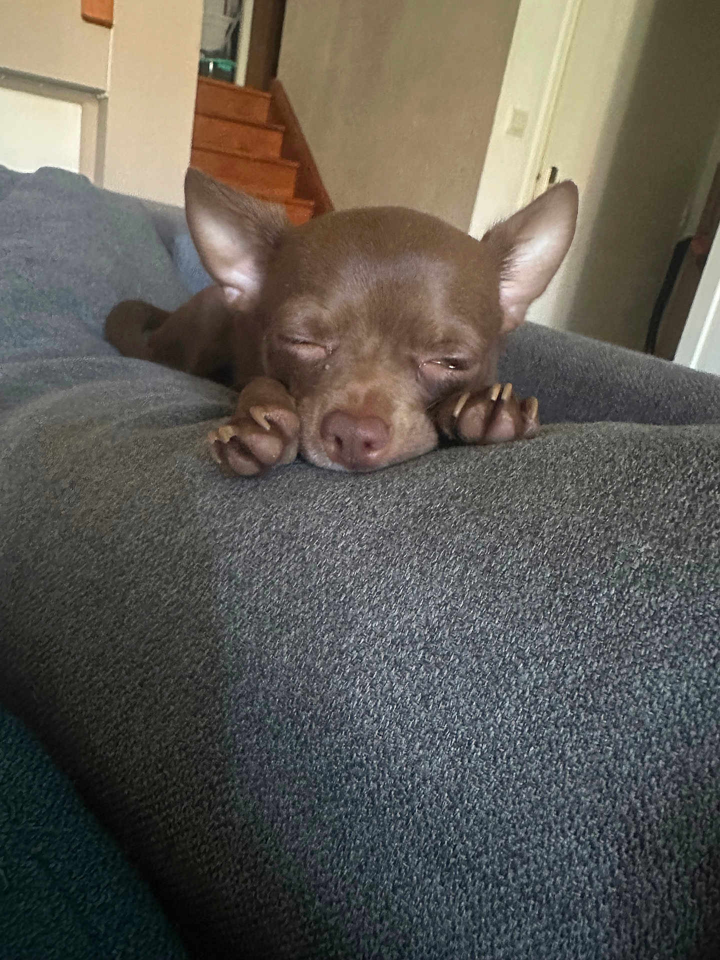 Ruby a rejoint le concours — aidez-le/la à gagner de superbes lots ! dog, sleeping, brown, small_dog, couch, indoor, cozy, paws, pet, relaxation, home, stairs, door, animal, fur, snout, ears, rest, quiet, domestic