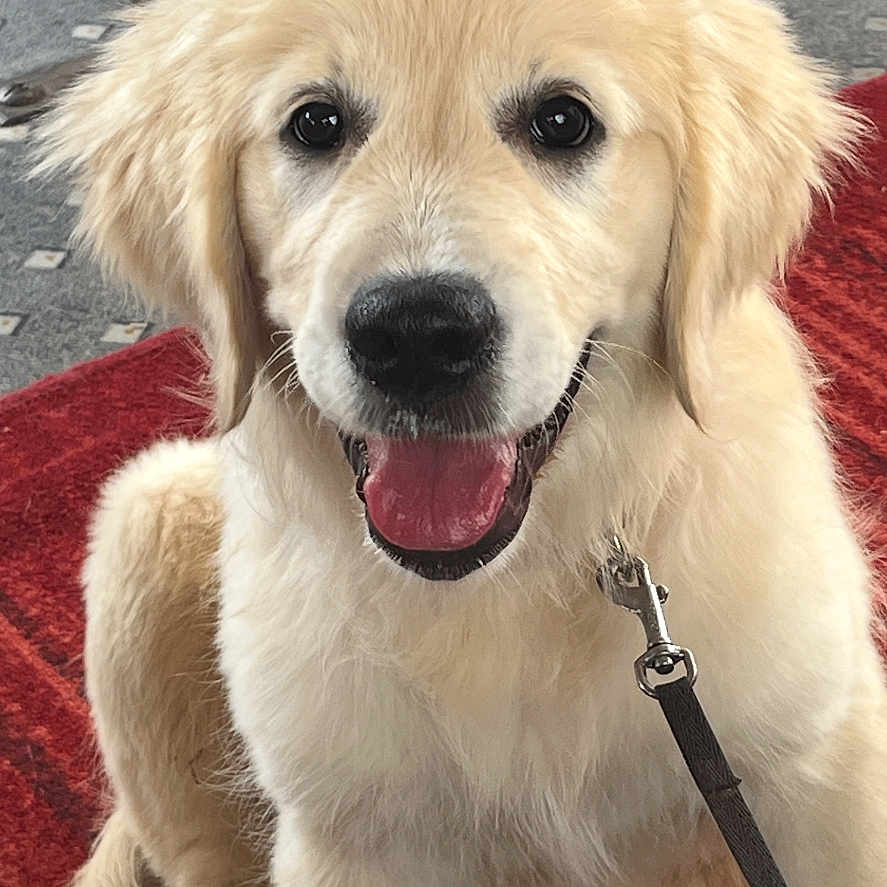 Aya participe au concours pour gagner de l'argent avec cette photo : animal, canine, closeup, cute, dog, domestic_animal, floor_pattern, friendly, fur, golden_retriever, happy, indoor, leash, pet, portrait, puppy, red_carpet, sitting, smiling, young