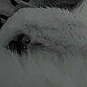Tony Tony Chopper participe au concours pour gagner de l'argent avec cette photo : animal, blanket, cat, closeup, comfort, cozy, cute, ear, feline, fur, indoor, monochrome, nap, paw, pet, relaxing, resting, sleeping, soft, whiskers