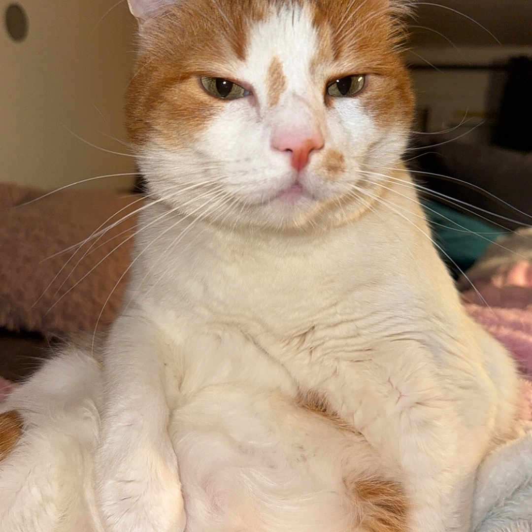Tony Tony Chopper a rejoint le concours — aidez-le/la à gagner de superbes lots ! animal, blanket, cat, cozy, cute, domestic_cat, ears, expression, feline, fur, grumpy, indoor, mammal, orange_and_white, pet, portrait, relaxed, sitting, sleepy, whiskers