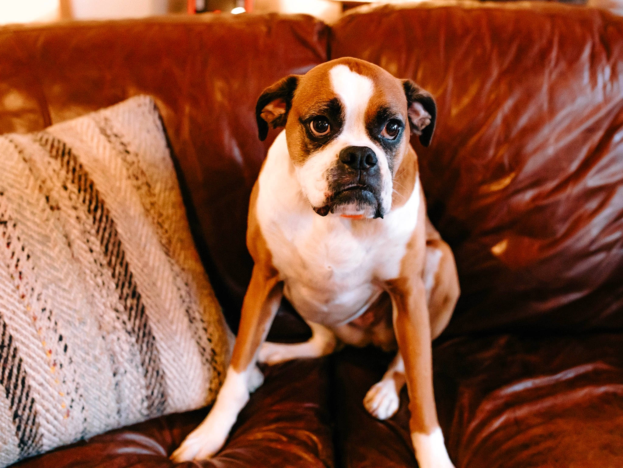 Sugar is registered to the contest to win money with this photo: bored, boxer, carnivore, comfort, companion_dog, couch, dog, dog_breed, fawn, flooring, hardwood, pillow, snout, sporting_group, toy_dog, whiskers, wood, working_animal, working_dog, wrinkle