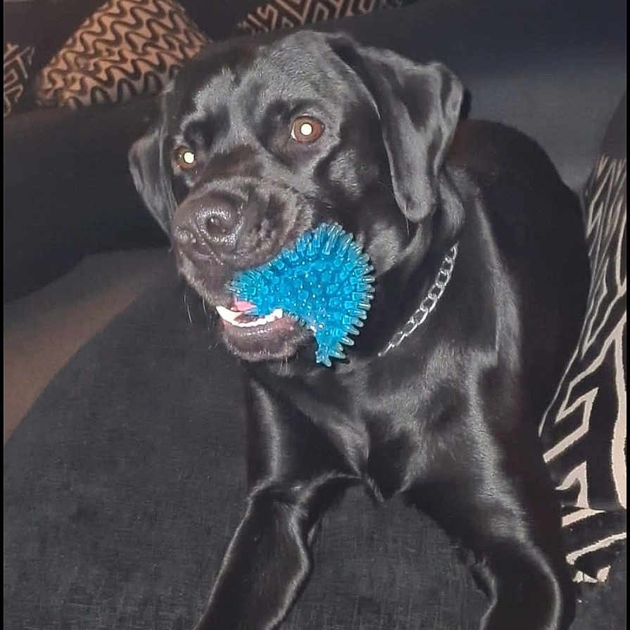 Duke is registered to the contest to win money with this photo: animal, ball, brush, canine, couch, cushion, device, dog, furniture, homedecor, indoors, interiordesign, labradorretriever, pet, pug, puppy, sport, tennis, tennisball, tool
