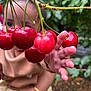 Vivian is registered to the contest to win money with this photo: baby, branch, cherries, child, closeup, curious, fingers, fresh, fruit, garden, greenery, hand, nature, outdoor, person, playful, red, skin, summer, tree