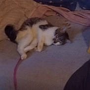 Gucci participe au concours pour gagner de l'argent avec cette photo : asleep, blanket, cat, couch, cozy, domestic_animal, fur, furniture, grainy, indoor, low_light, paw, pet, pillow, relaxed, sleeping_cat, tabby, tail, whiskers, white_cat