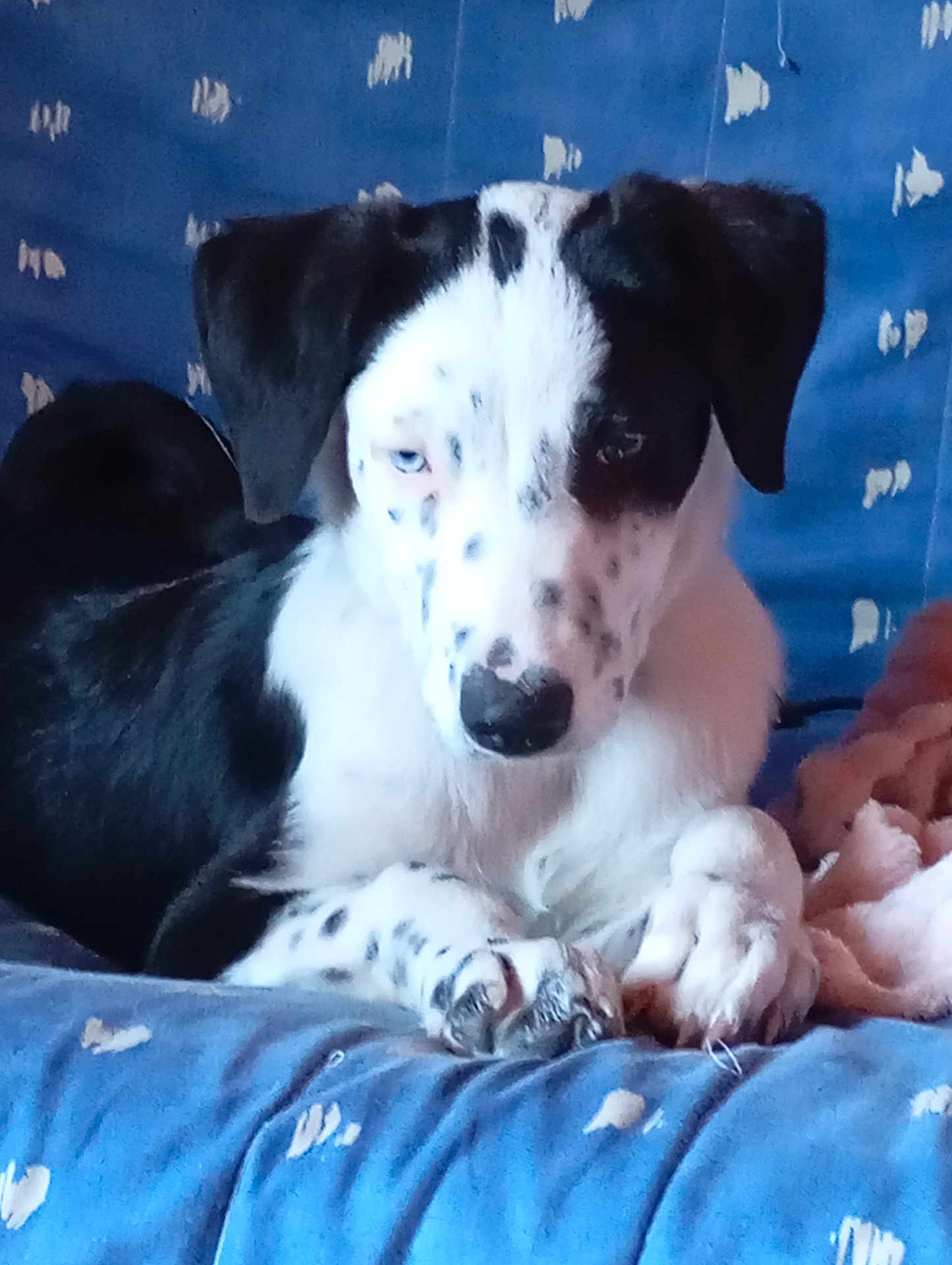 Shadow participe au concours pour gagner de l'argent avec cette photo : puppy, dog, black_and_white, spotted, couch, blue, fabric, indoor, pet, paw, blanket, resting, fur, animal, young_dog, domestic_animal, comfort, closeup, relaxed, cute
