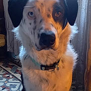 Shadow participe au concours pour gagner de l'argent avec cette photo : blue_eye, brown_eye, canine, closeup, collar, curtains, dog, domestic_animal, ears, heterochromia, indoor, looking_at_camera, medium_coat, muzzle, pet, portrait, sitting, spotted, tiled_floor, window