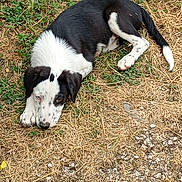 Shadow participe au concours pour gagner de l'argent avec cette photo : puppy, dog, black_and_white, lying, grass, outdoor, heterochromia, curious, young_dog, nature, canine, pet, animal, spots, ears, tail, resting, ground, summer, cute