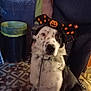 dog, halloween_hat, black_and_white, pet, indoor, person, pants, floor, patterned_floor, trash_can, costume, festive, curious, sitting, animal, cute, spot, leash, human_leg, fun