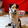dog, black_and_white, sitting, tile_floor, indoor, collar, spots, pet, animal, messy_floor, container, red_background, fur, ears, tail, looking_at_camera, domestic, household, floor_rug, spot
