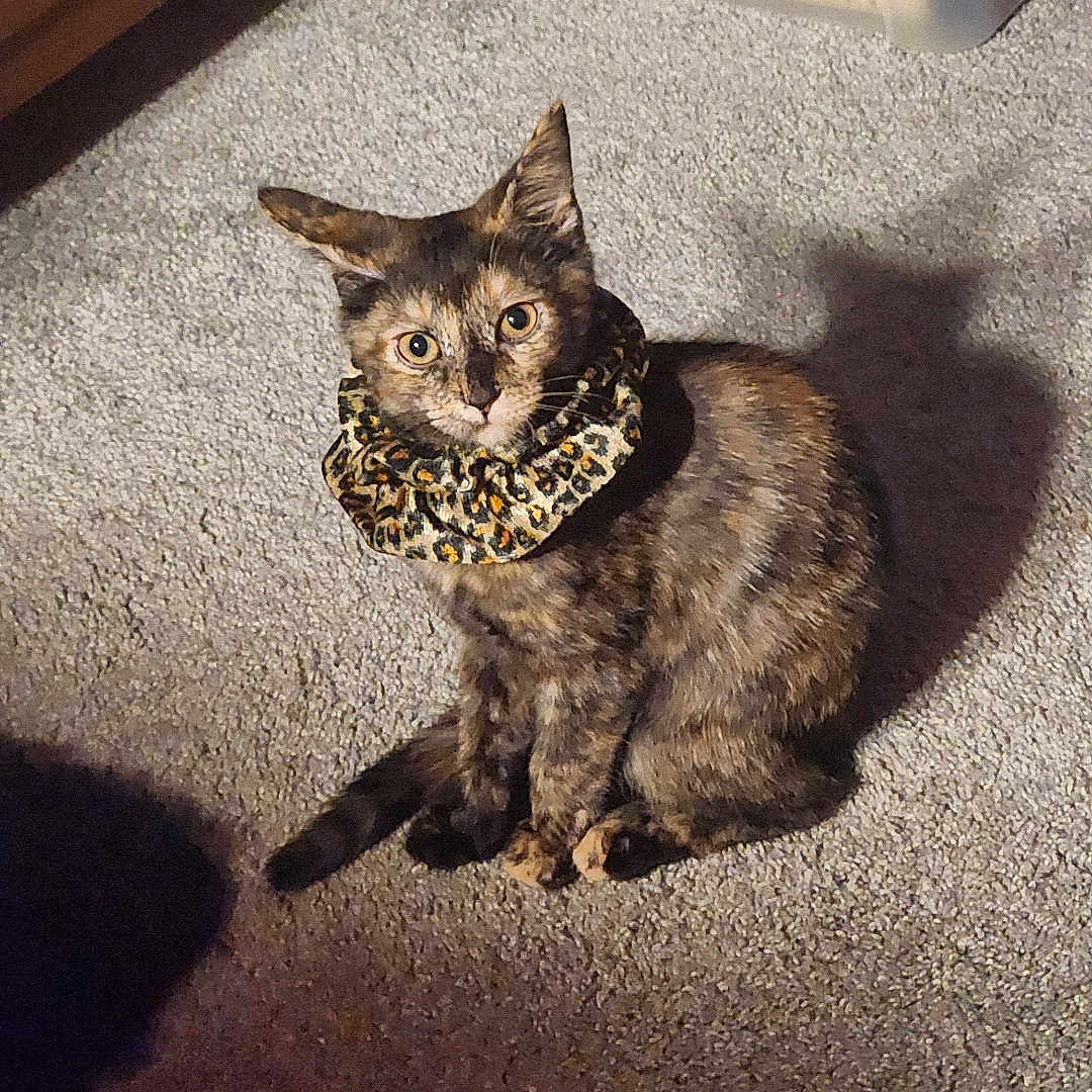 Alli Girl joined the competition — help win amazing prizes! animal, carpet, cat, container, ears, eyes, feline, floor, fur, household_items, indoor, leopard_print, looking, pet, plastic_bin, scrunchie, shadow, sitting, tortoiseshell, whiskers