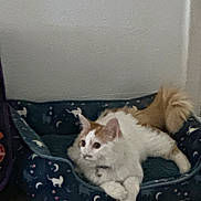 Duke joined the competition — help win amazing prizes! cat, pet_bed, white_cat, orange_cat, indoor, flooring, resting, cozy, feline, cute, animal, domestic_cat, fur, relaxed, looking_away, home, patterned_bed, quiet, mammal, companion_animal