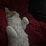 Duke joined the competition — help win amazing prizes! cat, kitten, sleeping, fluffy, white, orange, paw, blanket, cozy, indoor, resting, cute, feline, pet, fur, animal, relaxing, soft, mammal, comfort