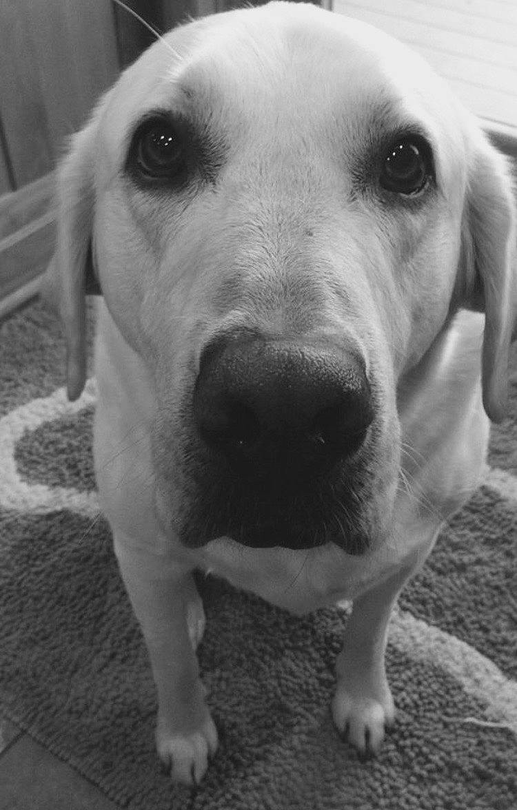 Blaize is registered to the contest to win money with this photo: beagador, black, black_and_white, canidae, carnivore, dog, dog_breed, eye, labrador_retriever, mammal, nose, photography, puppy, rare_breed_dog, retriever, snout, sporting_group, vertebrate, whiskers, white