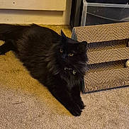 Velvet joined the competition — help win amazing prizes! black_cat, cat, pet, indoor, carpet, scratching_toy, toy_mouse, floor, furniture, plastic_container, relaxed, curious, animal, feline, household, domestic, living_room, play, colorful_toy, resting