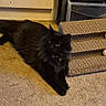 black_cat, cat, pet, indoor, carpet, scratching_toy, toy_mouse, floor, furniture, plastic_container, relaxed, curious, animal, feline, household, domestic, living_room, play, colorful_toy, resting
