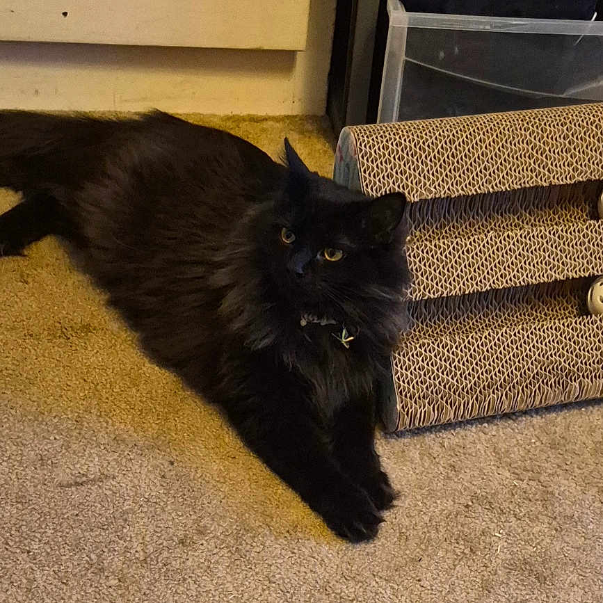 Velvet joined the competition — help win amazing prizes! black_cat, cat, pet, indoor, carpet, scratching_toy, toy_mouse, floor, furniture, plastic_container, relaxed, curious, animal, feline, household, domestic, living_room, play, colorful_toy, resting