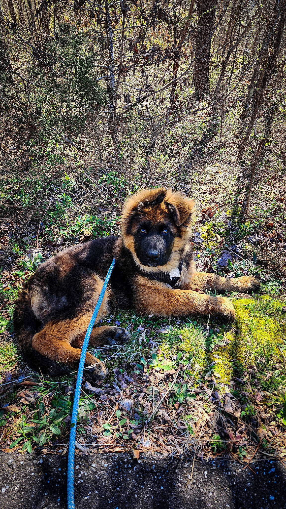 Kenzo joined the competition — help win amazing prizes! bear, big_cats, canidae, carnivore, dog_breed, fawn, felidae, forest, fur, grass, jungle, kodiak_bear, natural_landscape, plant, terrestrial_animal, tree, trunk, wood, woodland, working_animal