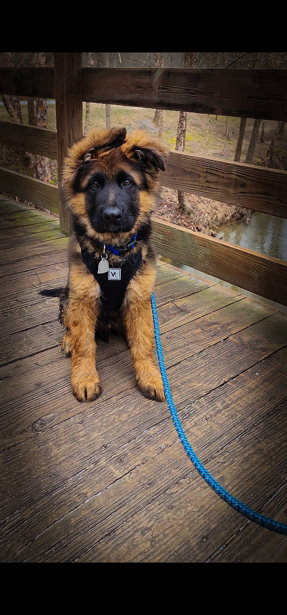 Kenzo is registered to the contest to win money with this photo: canidae, carnivore, companion_dog, dog, dog_breed, dog_collar, electric_blue, fawn, flooring, fur, hardwood, plank, small_terrier, snout, sporting_group, tail, terrier, wood, working_animal, working_terrier